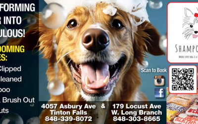 Shampoochies Dog Grooming In West Long Branch & Tinton Falls-Turning Fur Into Fabilous